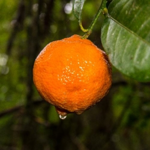 Rangpur mandarin termés