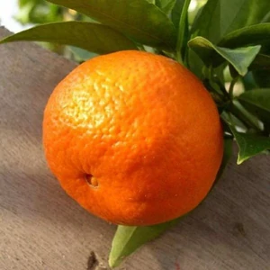 Tangelo, tangerino Clemenvilla mandarin termés