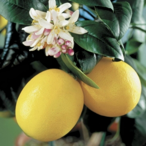 Meyer citrom termés