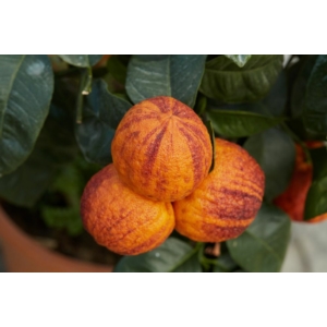 Arcobal narancsfa termés