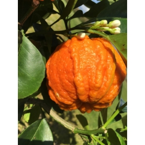 Caniculata narancs termés