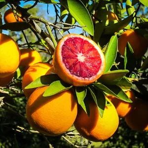 Moro vérnarancs termés