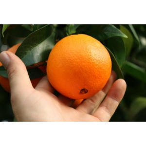 Navelina narancs termés