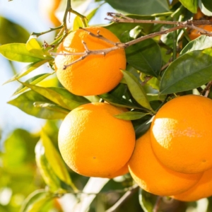 Sinensis narancs termés