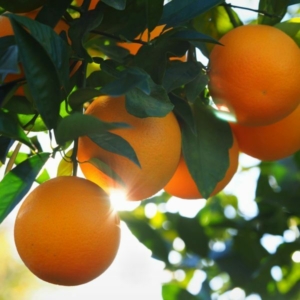 Valencia  narancs termés