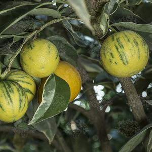 Variegata narancs termés 