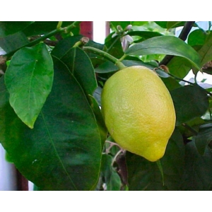 Zagra bianca citrom termés