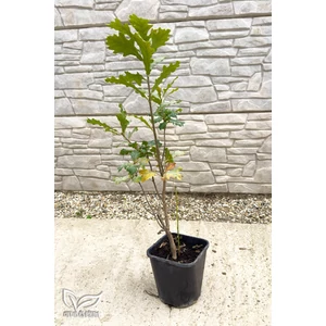 Kocsányos tölgy - Quercus robur