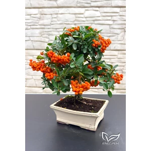 Tűztövis bonsai - hajlított törzsű - Pyracantha (9 éves)