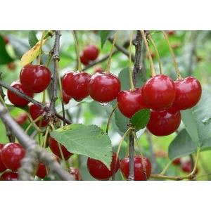 debreceni, bőtermő meggyfa