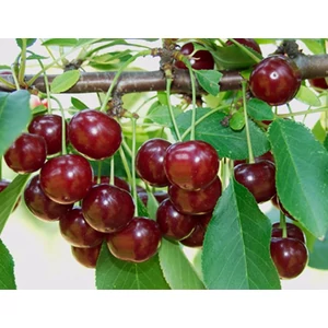 meggyfa,érdi,bőtermő