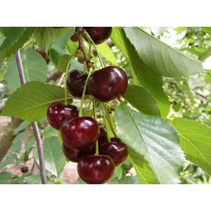 meggyfa,érdi,jubileum