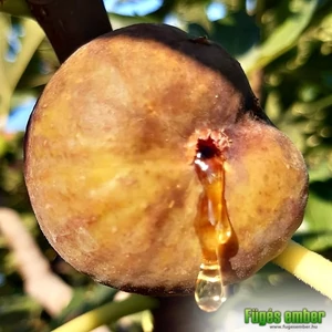 Füge 'Ceglédi Óriás' - Ficus carica