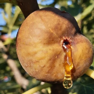 Füge 'Ceglédi Óriás' - Ficus carica