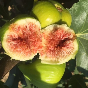Füge 'Zöld Óriás' - Ficus carica