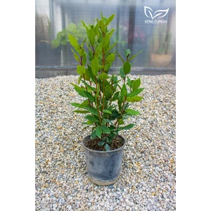 Fűszerbabér - Laurus nobilis