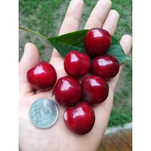 Hedelfingeni óriás cseresznyefa