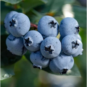 Áfonya - Vaccinium corymbosum 'Sunshine Blue'