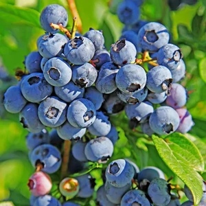 Kék áfonya - Vaccinium corymbosum 'Duke'