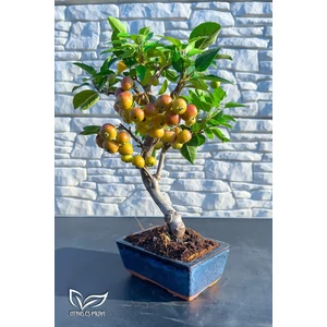 Bonsai díszalma - Malus Domestica (9 éves)