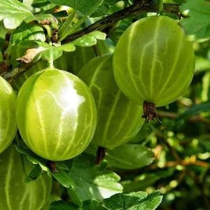 Egres / Köszméte 'Pallagi óriás' - Ribes uva-crispa