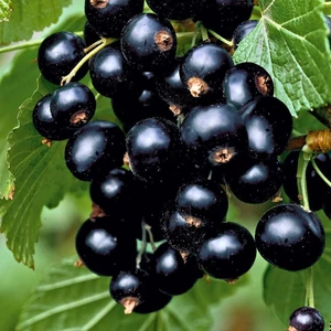 Fekete ribizli 'Titania' – Ribes nigrum