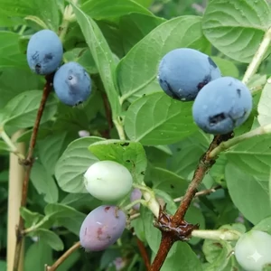 kamcsatkai mézbogyó - Lonicera kamtschatica - Atut