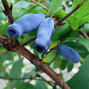 kamcsatkai mézbogyó - Lonicera kamtschatica - Martin