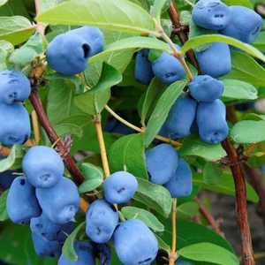 kamcsatkai mézbogyó - Lonicera kamtschatica