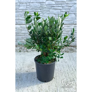 Mirtuszdió - Feijoa sellowiana 'Triumph' eladó