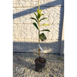 Japán naspolya eladó