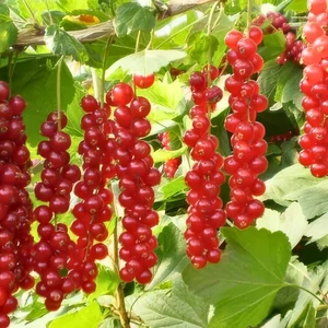 Fertődi hosszúfürtű piros ribizli - Ribes rubrum