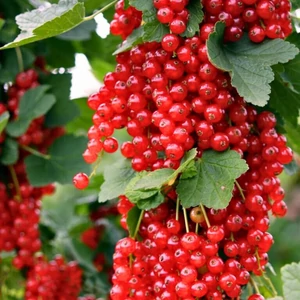 Rezisztens piros ribizli 'Rovada' - Ribes rubrum