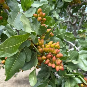 Pisztácia (Termő) - Pistacia vera 'Avdat'