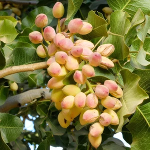 Pisztácia (Porzó) - Pistacia vera 'Peters'