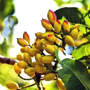 Pisztácia (Termő) - Pistacia vera 'Sirora'