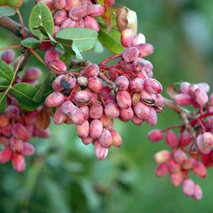Pisztáciafa 'Termő' - Pistacia vera
