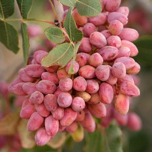 Pisztáciafa 'Porzó' - Pistacia vera