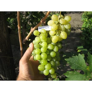 'Attila' - csemegeszőlő szabadgyökeres eladó