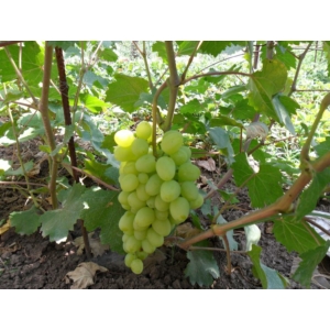 'Árkádia' - csemegeszőlő szabadgyökeres eladó