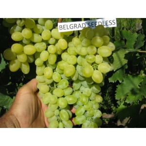 'Belgrádi magtalan' - csemegeszőlő szabadgyökeres eladó