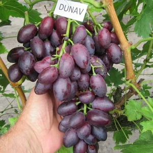 'Dunav' - csemegeszőlő szabadgyökeres eladó