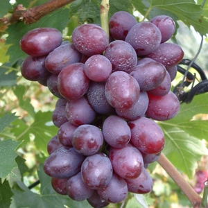 'Dunav' - csemegeszőlő cserépben eladó