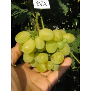 'Éva' - csemegeszőlő cserépben eladó
