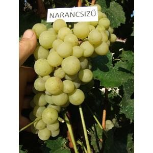 'Narancsízű' - csemegeszőlő szabadgyökeres eladó