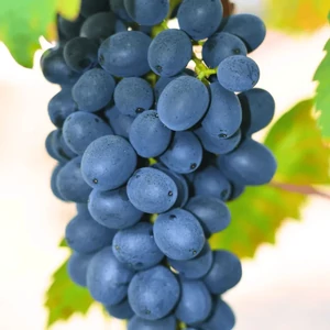 'Nero' - csemegeszőlő szabadgyökeres eladó