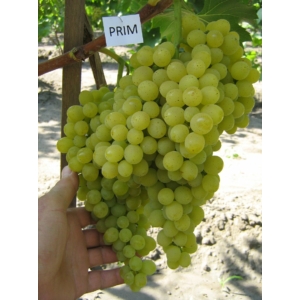 'Palatina' - csemegeszőlő szabadgyökeres eladó