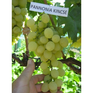 'Pannónia kincse' - csemegeszőlő szabadgyökeres eladó