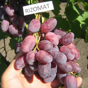 'Rizomat' - csemegeszőlő szabadgyökeres eladó