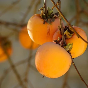 datolyaszilva termése vaniglia